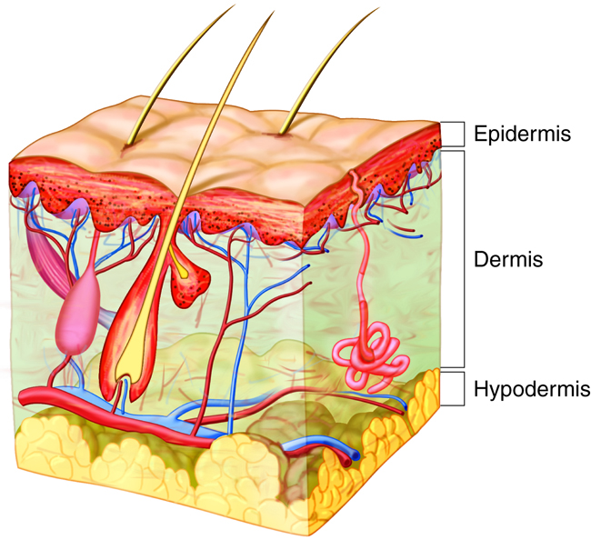 Epidermis, Dermis, and Hypodermis illustration
