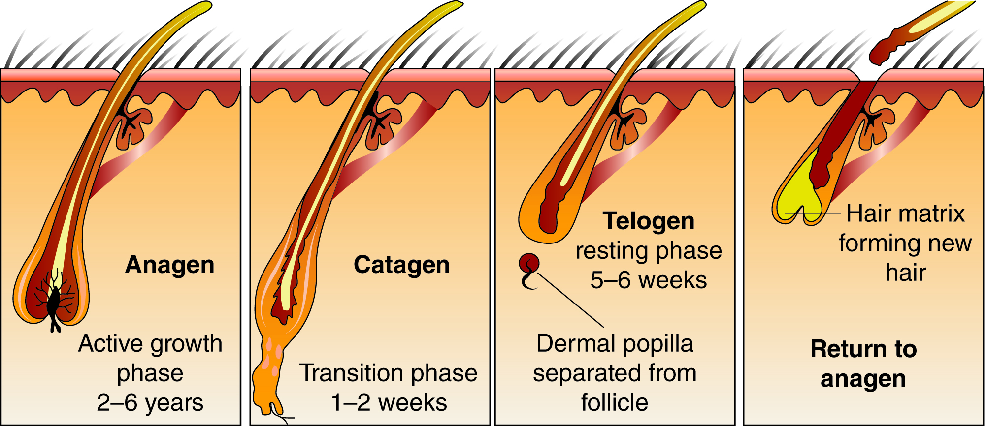 hair follicle in phases: Anagen, Catagen, Telogen, Return to anagen