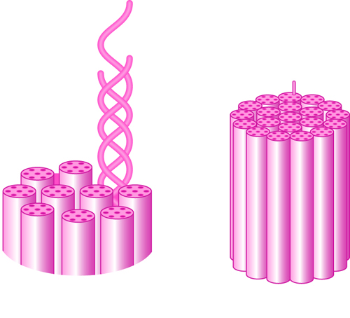 Keratins, showing the protein assembly