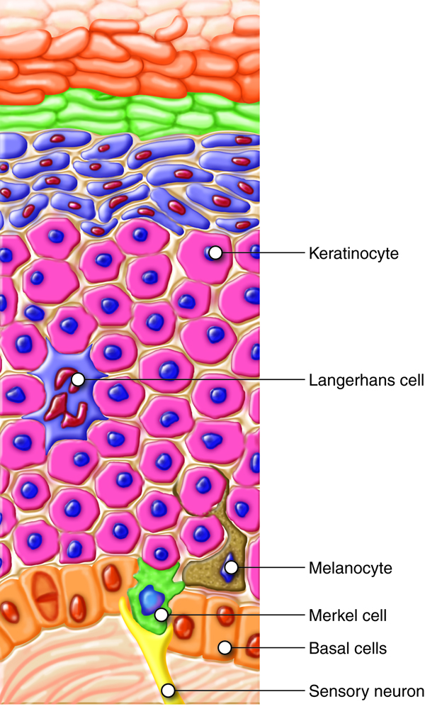 Layers of the epidermis showing Keratinocyte, Langerhans cell, Melanocyte, Merkel cell, Basal cells, and Sensory neuron