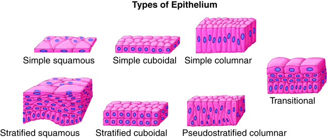 Types of Epithelium: Simple squamous, simple cuboidal, simple columnar, stratified squamous, stratified cuboidal, pseudostratified columnar, transitional