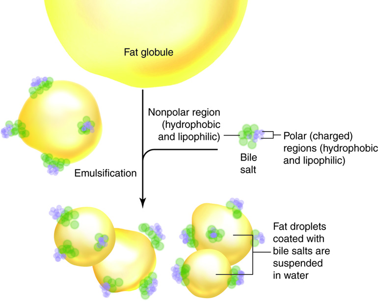 Emulsification of a fat globule by bile salts.