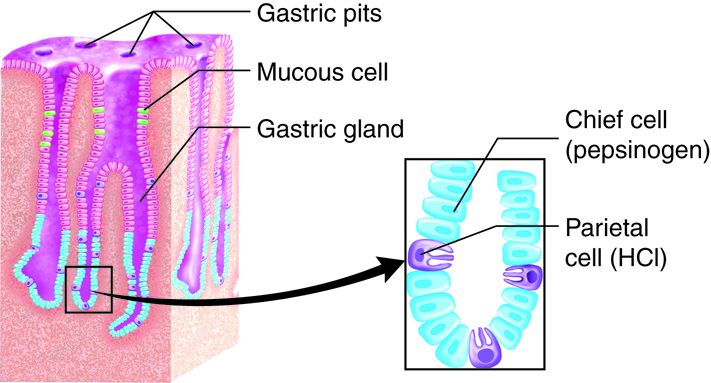 Cells of the gastric pit in the mucosa
