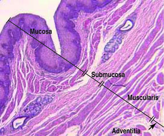 The lining of the small intestine