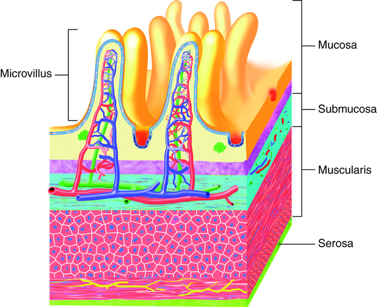 Tissue layers of the GI tract.