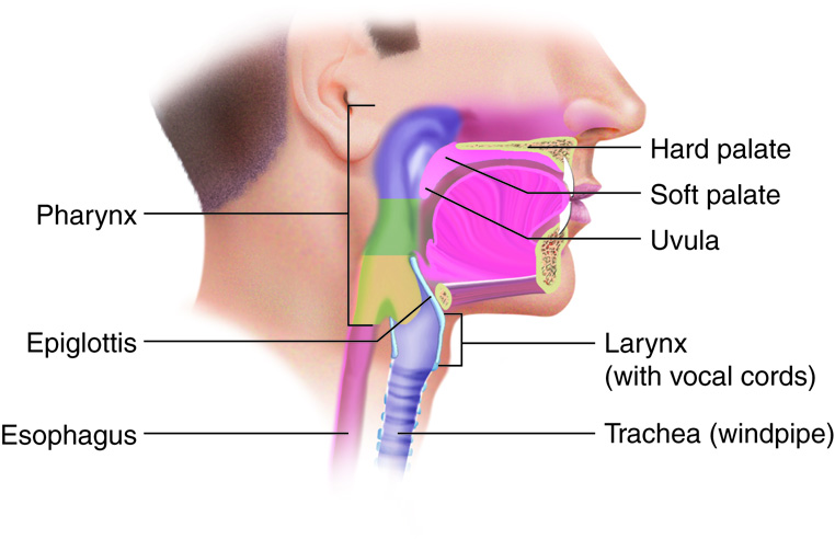 Structures of the oral cavity