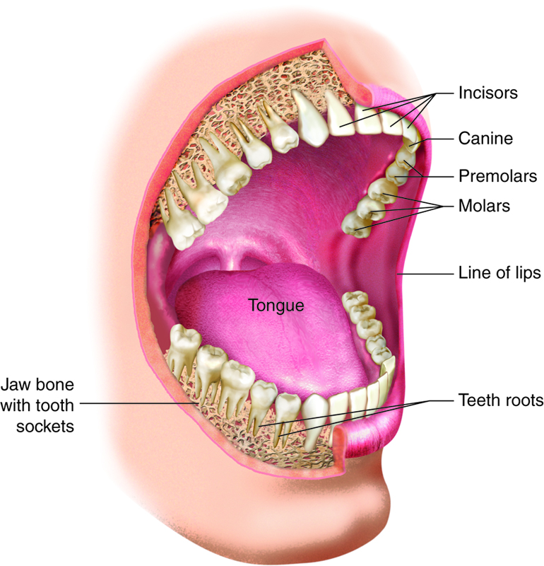 Specific teeth and structures of the mouth