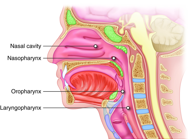 The pharynx.