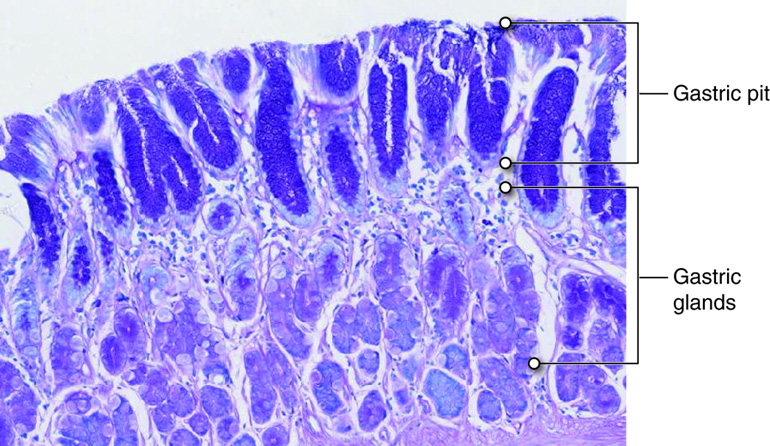 Histology section of a gastric pit.