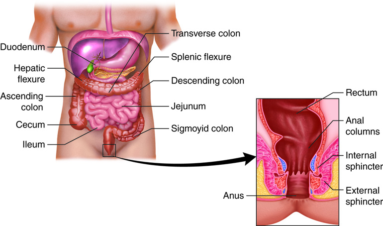Anatomical structures of the large intestine