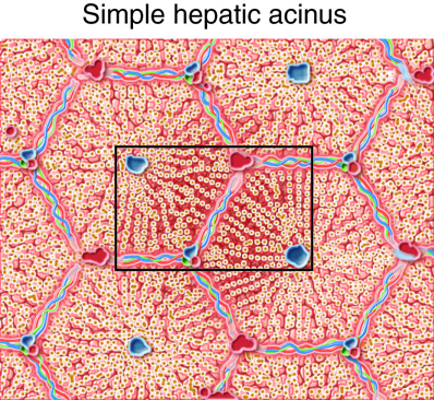 Microscopic structure of the hepatic acinus