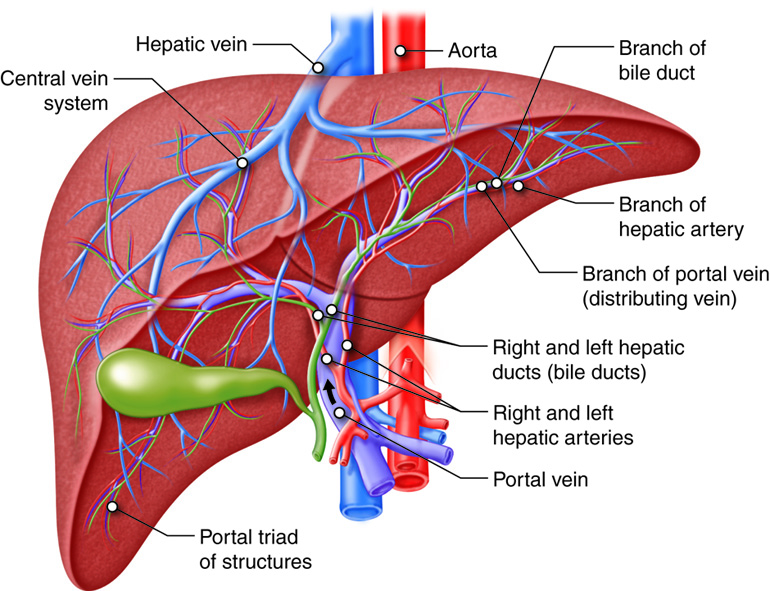 Gross anatomy of the liver.