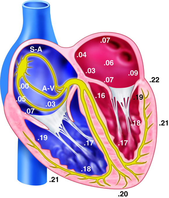 Figure 1: Numbers indicating muscle excitation after SA impulse