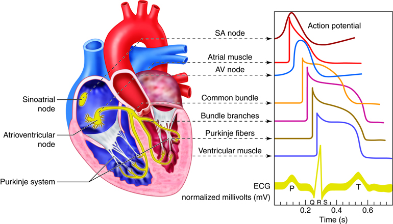 Waveforms of electrical signals associated with different parts of the heart