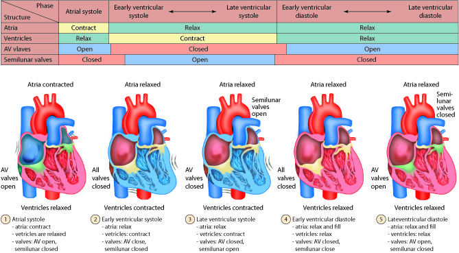 Table showing the phases of the cardiac cycle with associated structures