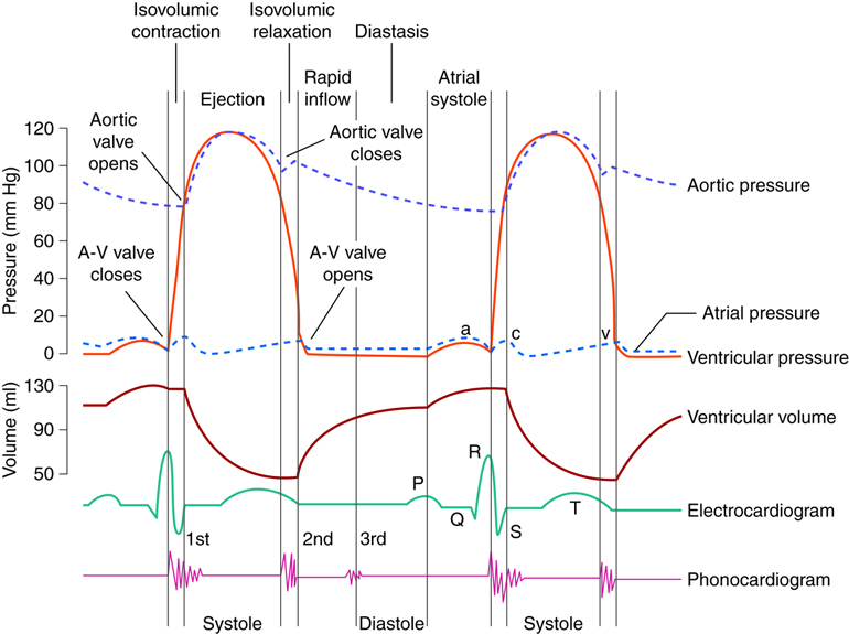 Graph of pressure and volume changes during the cardiac cycle