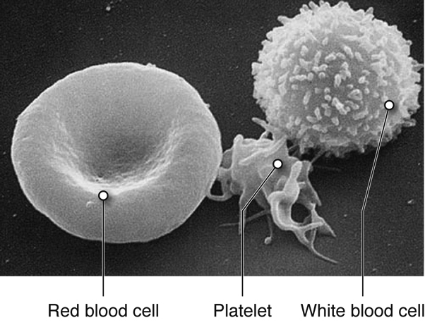 Microscopic image showing a red blood cell, platelet, and white blood cell