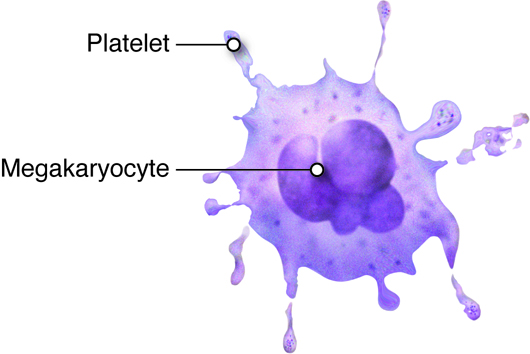 Image of a platelet as a fragment of a megakaryocyte