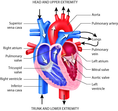 Cardiovascular Structures and Functions – Anatomy & Physiology