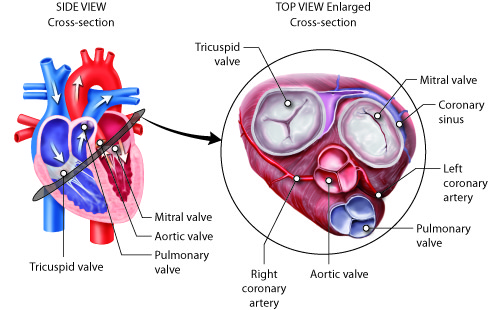 Cross-section side view diagram of the heart, close-up diagram of valve structure
