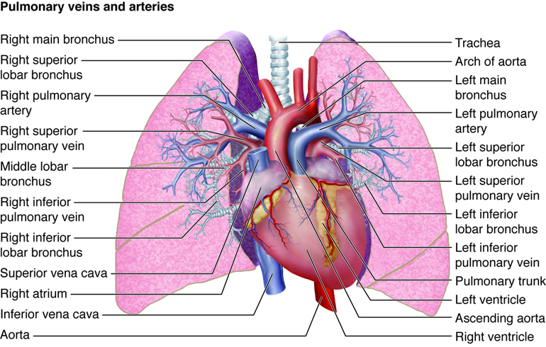 Pulmonary Veins and Arteries