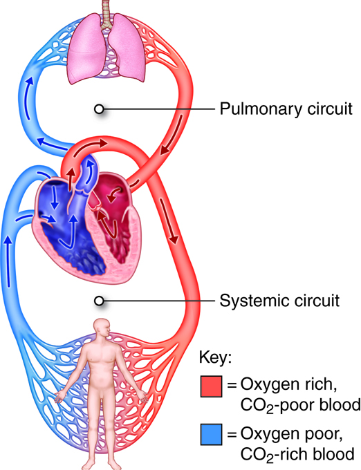 Diagram of the pulmonary and systemic circuits