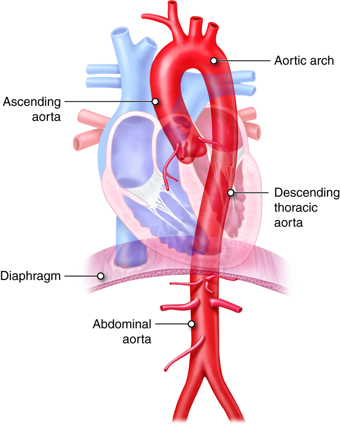 Main divisions of the aorta