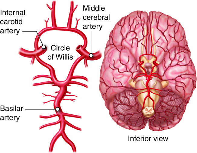 Arterial blood supply of the brain