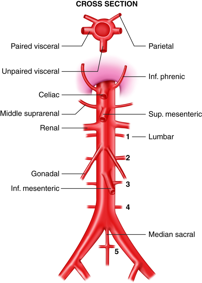 Arterial blood supply of the thorax and abdomen
