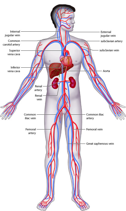 Locations of major arteries and veins in the body