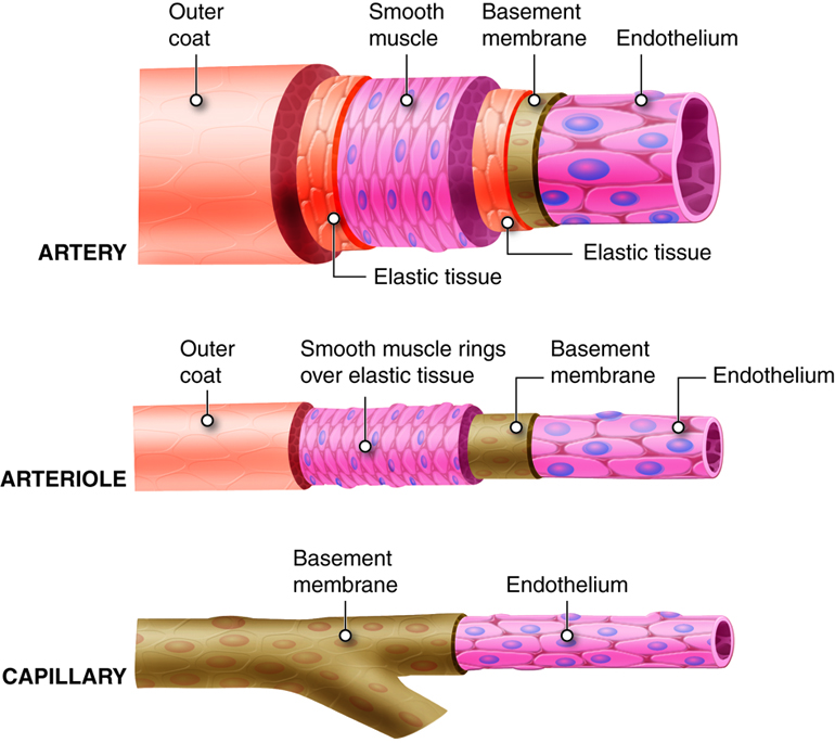 Layers (tunics) of an artery, arteriole, and capillary