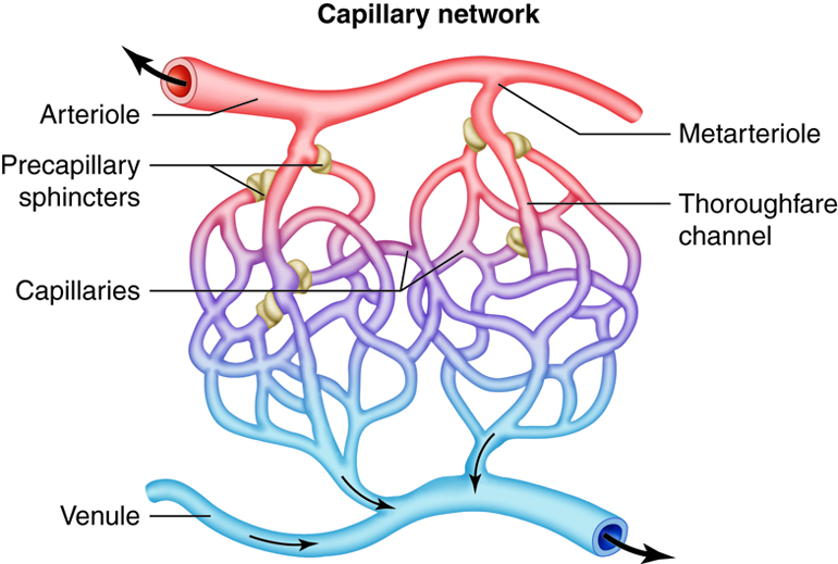 Capillary network