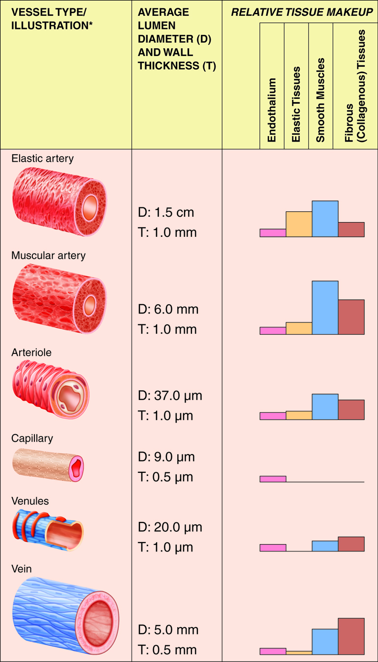 Table showing average lumen diameter, wall thickness, and relative tissue makeup of different vessel types