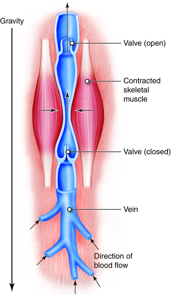 Structure of a venous valve