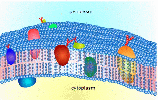 Proteins move at varying speeds and directions within a cell membrane.