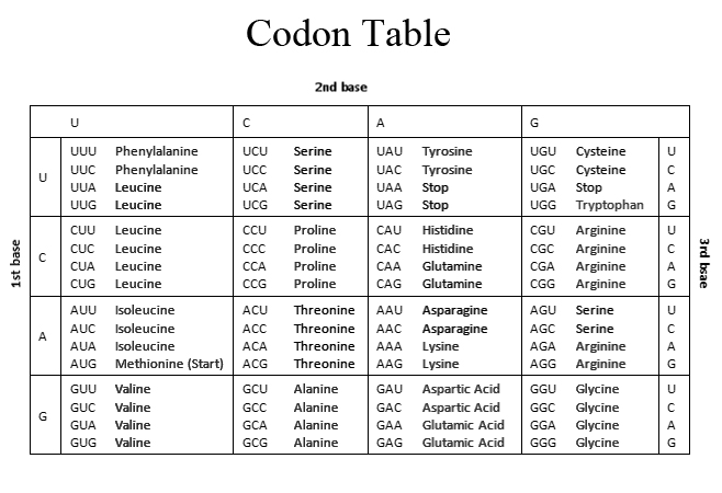 Protein Codon Chart