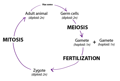 Zygote Cell Diagram Images - How To Guide And Refrence