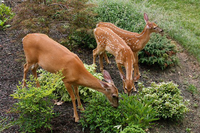 deer feeding together in some brush