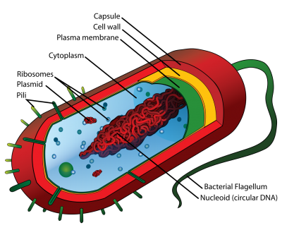 an illustration labeling the parts of a prokaryotic cell
